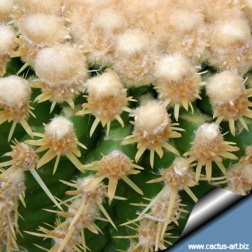 5052 cactus-art Cactus Art