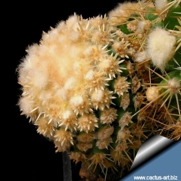 5053 cactus-art Cactus Art