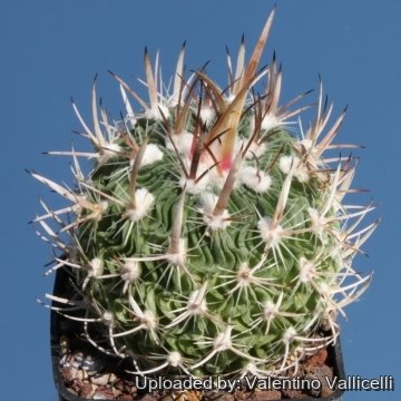 13951 valentino Valentino Vallicelli