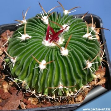 5401 cactus-art Cactus Art