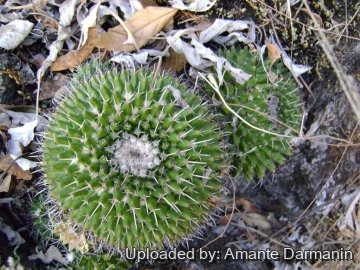 28882 amante Amante Darmanin