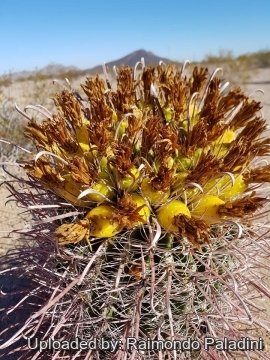 29935 RapCactus Raimondo Paladini