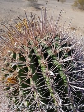 29936 RapCactus Raimondo Paladini