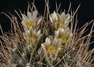 29447 cpif Peiffer Clement