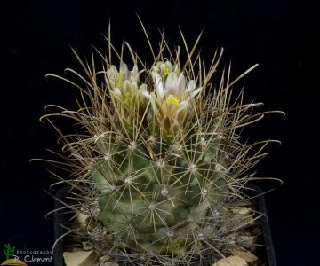 29229 cpif Peiffer Clement