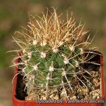 18278 valentino Valentino Vallicelli