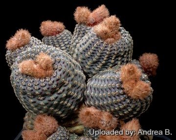 2697 andrea Andrea B.