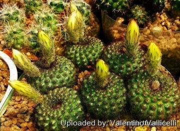 27836 valentino Valentino Vallicelli