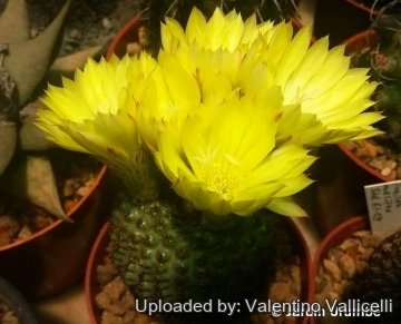 27837 valentino Valentino Vallicelli