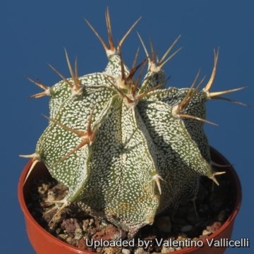 17685 valentino Valentino Vallicelli