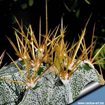 9205 cactus-art Cactus Art