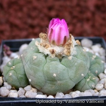 8416 valentino Valentino Vallicelli