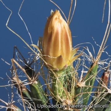 16603 valentino Valentino Vallicelli