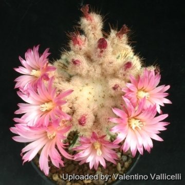 12836 valentino Valentino Vallicelli