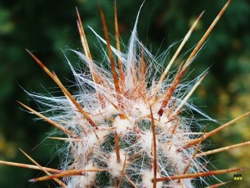 24627 agocs Agócs György