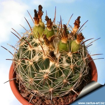 14591 cactus-art Cactus Art