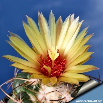 3061 cactus-art Cactus Art