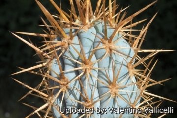 19173 valentino Valentino Vallicelli