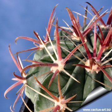 13303 cactus-art Cactus Art