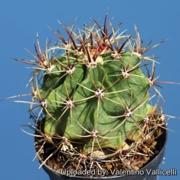 24511 valentino Valentino Vallicelli