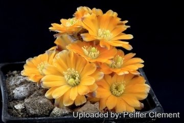 30754 cpif Peiffer Clement