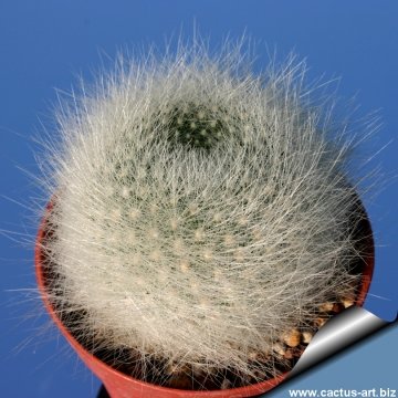 7158 cactus-art Cactus Art
