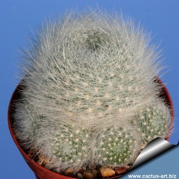 7159 cactus-art Cactus Art