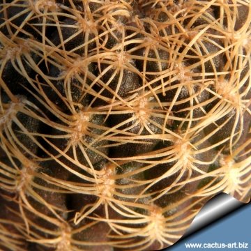 6199 cactus-art Cactus Art