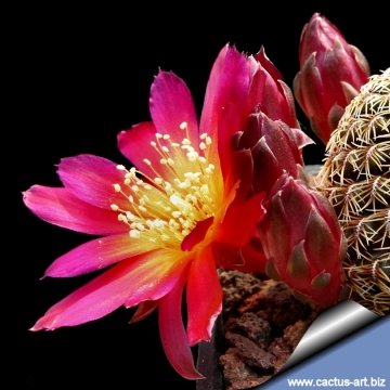 7137 cactus-art Cactus Art