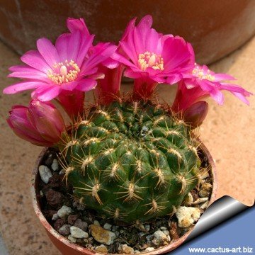 1752 cactus-art Cactus Art
