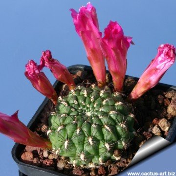 1751 cactus-art Cactus Art