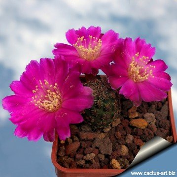 2469 cactus-art Cactus Art
