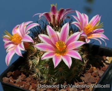 12284 valentino Valentino Vallicelli