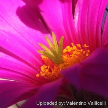 17957 valentino Valentino Vallicelli