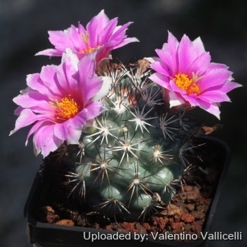 18139 valentino Valentino Vallicelli