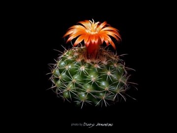 26711 diegoe Diego Armentano