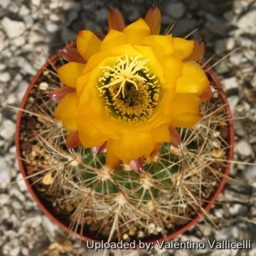 23936 valentino Valentino Vallicelli