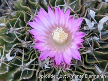 28871 amante Amante Darmanin