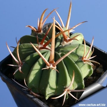6223 cactus-art Cactus Art