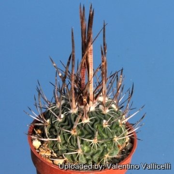 4193 valentino Valentino Vallicelli