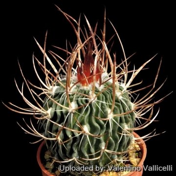 4194 valentino Valentino Vallicelli