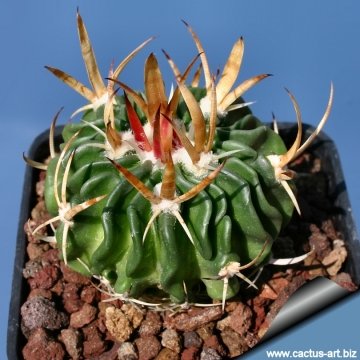 13984 cactus-art Cactus Art