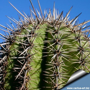 1340 cactus-art Cactus Art