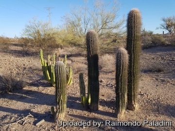 29931 RapCactus Raimondo Paladini
