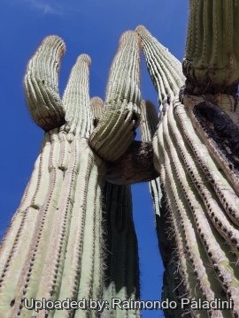 29961 RapCactus Raimondo Paladini
