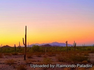 30163 RapCactus Raimondo Paladini