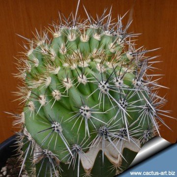 1349 cactus-art Cactus Art