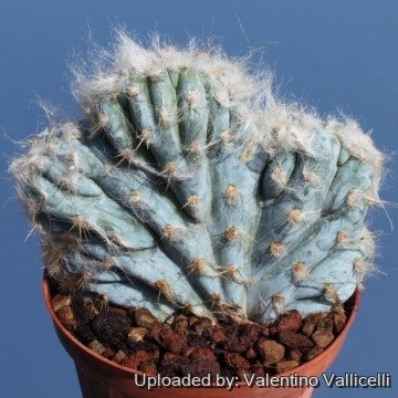 1248 valentino Valentino Vallicelli