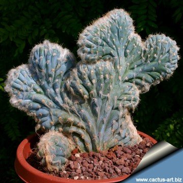 1249 cactus-art Cactus Art