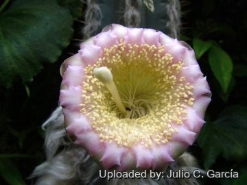 20117 julio Julio C. García